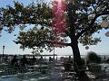 SAM_2993