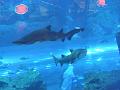 SAM_5221